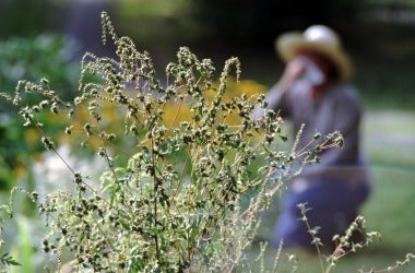 Blooming plant in forground with woman in background blowing her nose